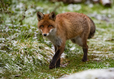 Prada Group Prada Group goes fur free