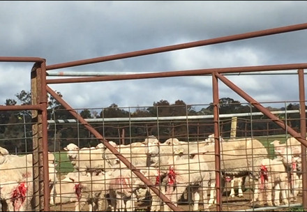 Merino sheep on a pasture