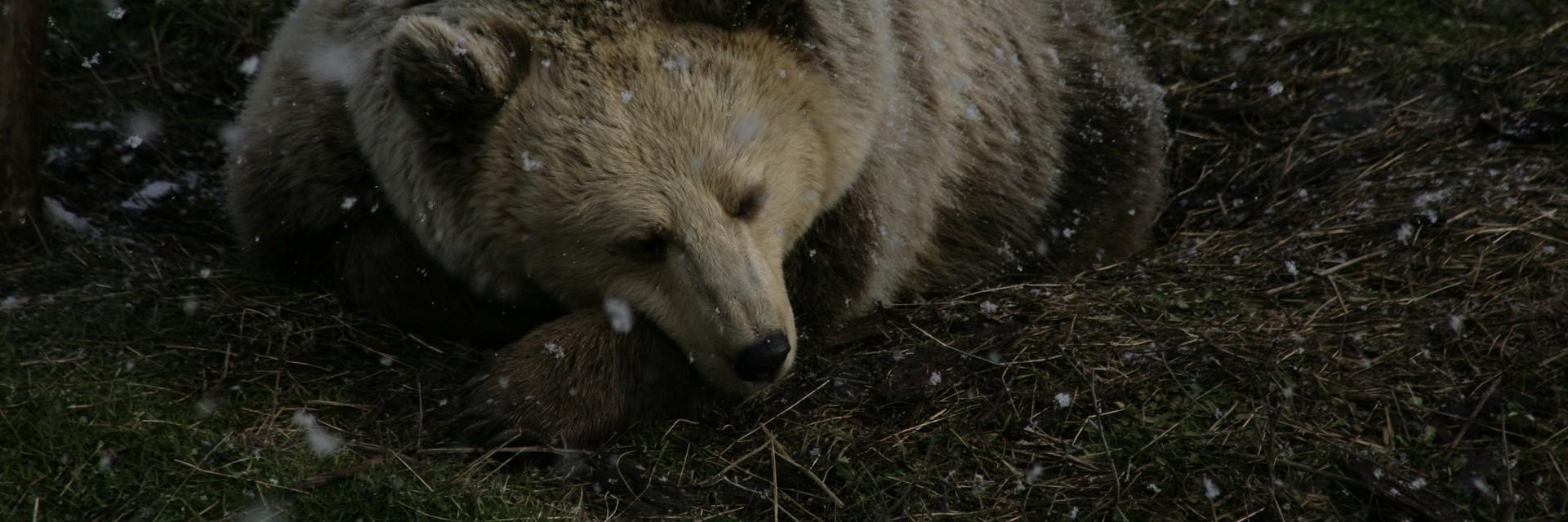 Sleepy bear