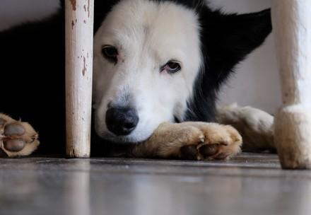 Dog hiding
