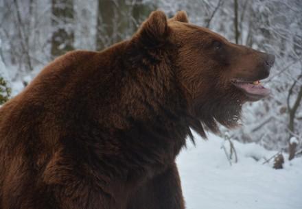 Bear Potap