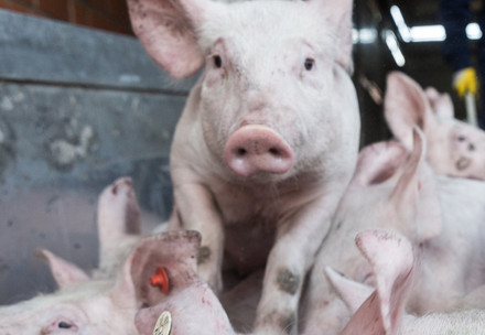 Transport of piglets