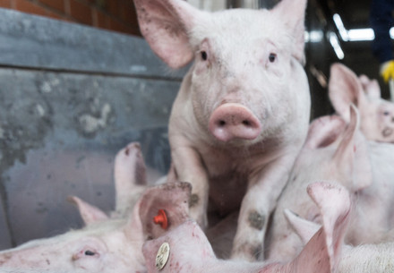 Piglets being transported