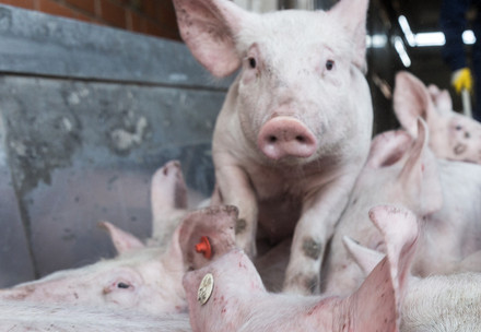 Pigs in a truck