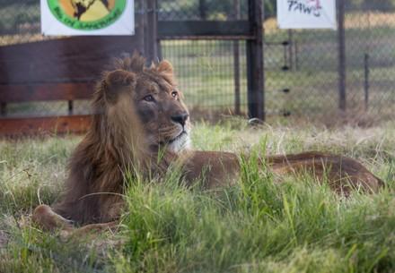 Lion Saeed