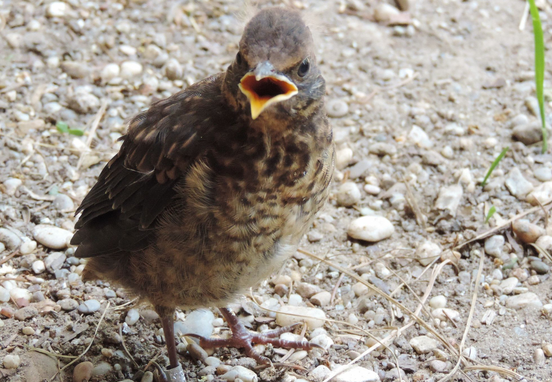 Young bird