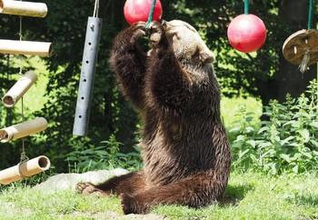 Brumca playing with enrichment