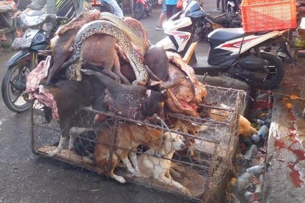 Animal market