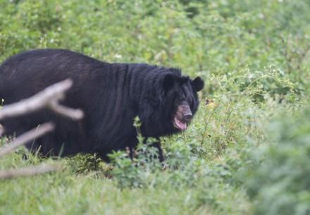Bears May and Binh Yen 