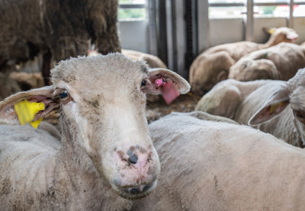 Sheep at the Turkish border