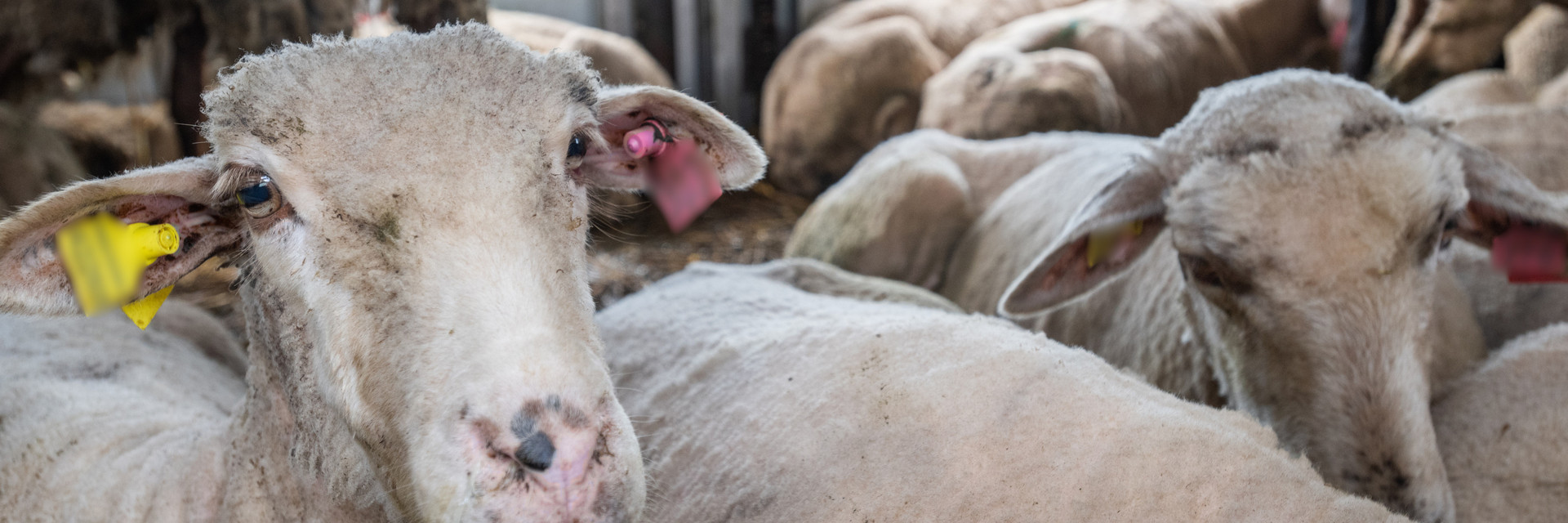 Sheep at the Turkish border