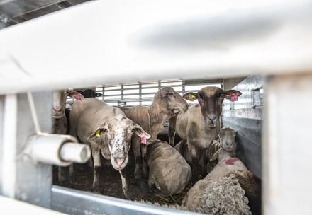 Cattle transport