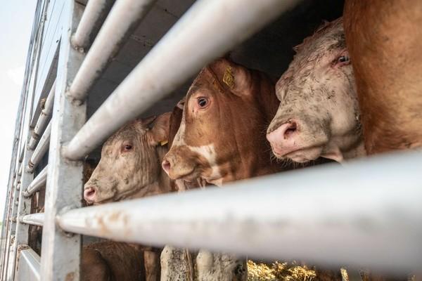 Long-distance transport, cows at the border