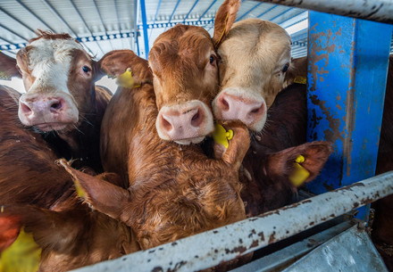 Cattle being live exported on ships
