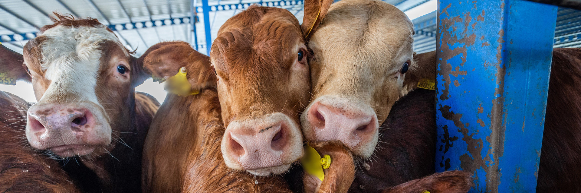 Life cattle tranport at the border