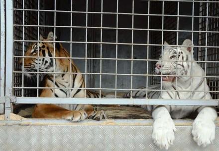 The trade in big cats from Europe is booming