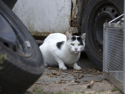 stray cat