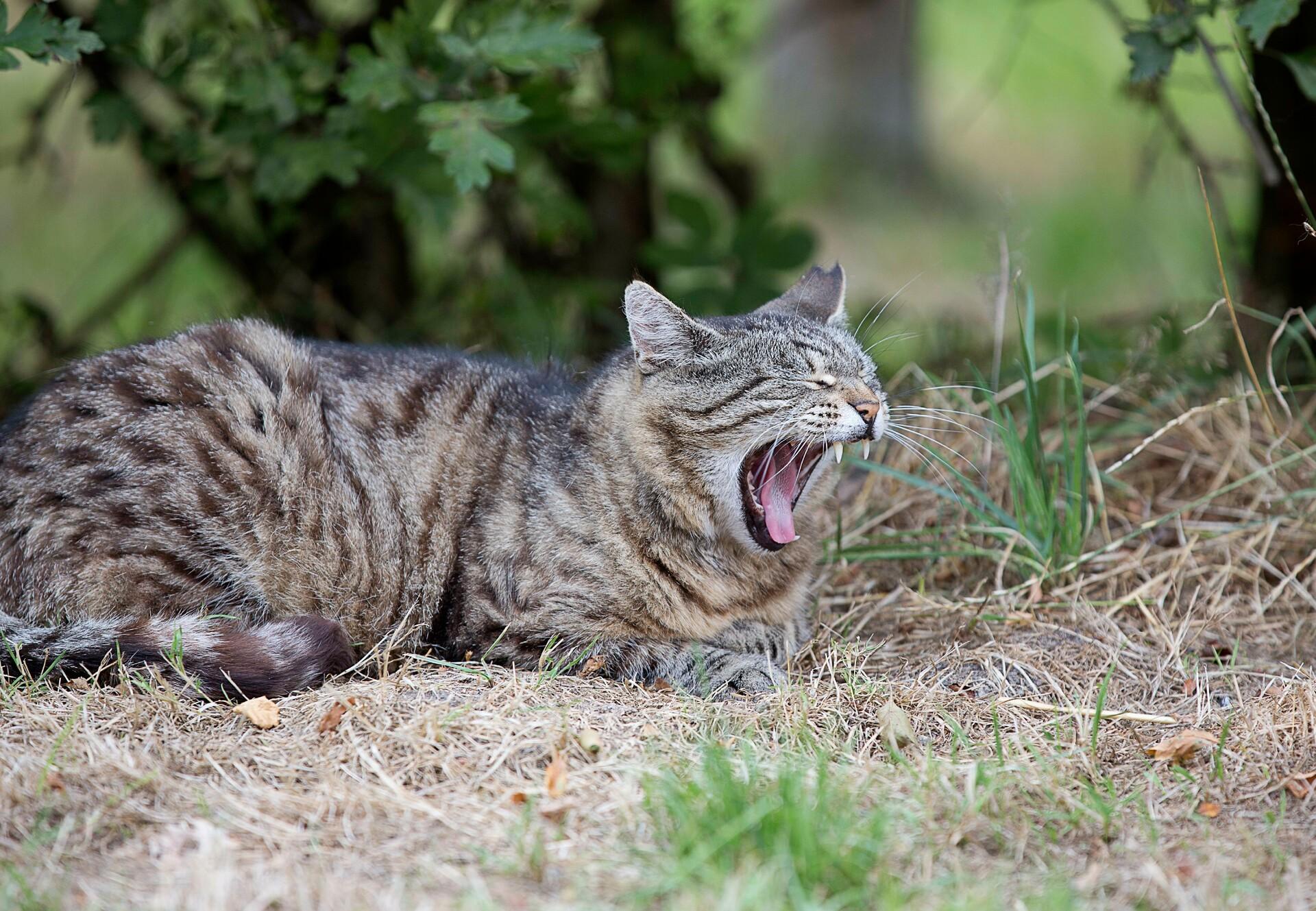 Cat in outside