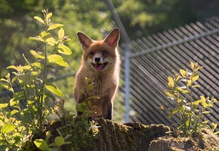 Fox at TIERART