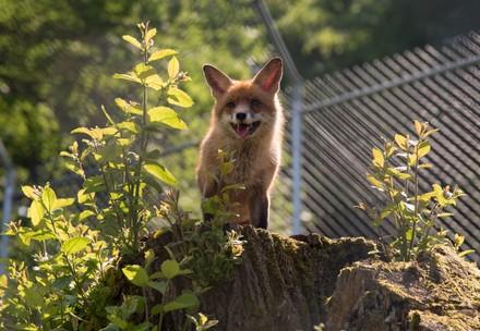 Fox at TIERART