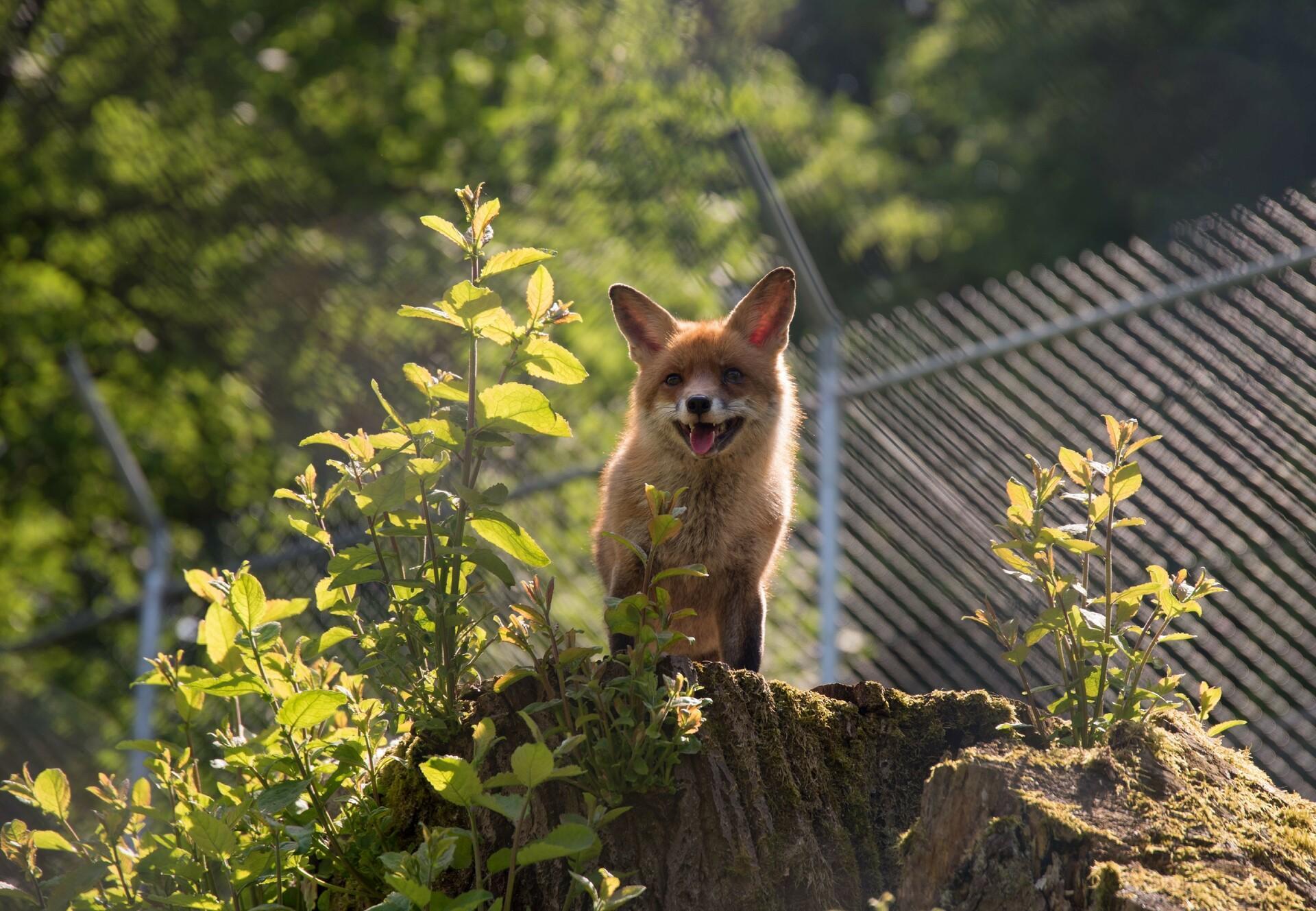 Smart like a fox