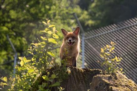 Fox at TIERART