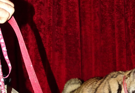 Tiger cub