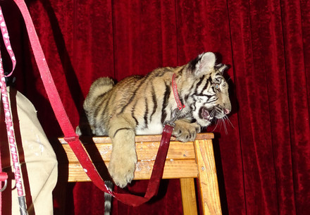 Tiger cub