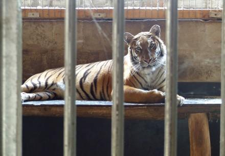 Wild animals need our help!