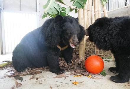 Bears Hoa Lan and Hoa Tra