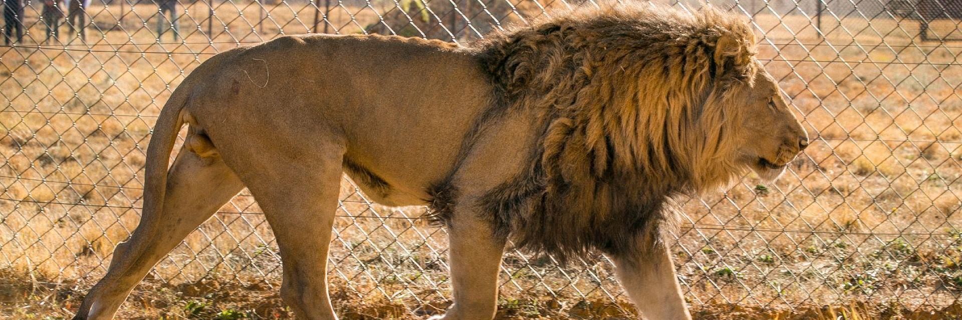 Lion