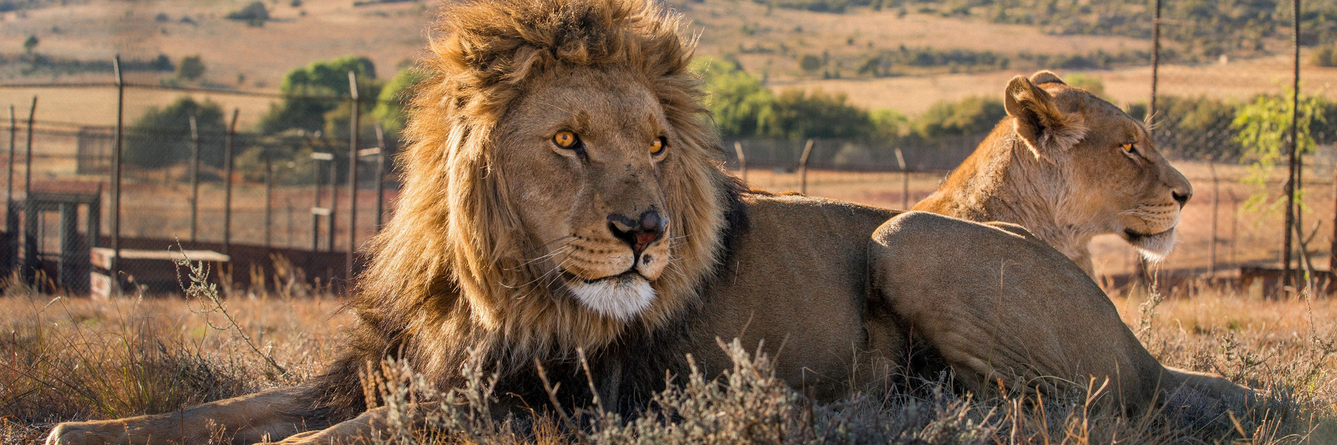 Two lions laying in field
