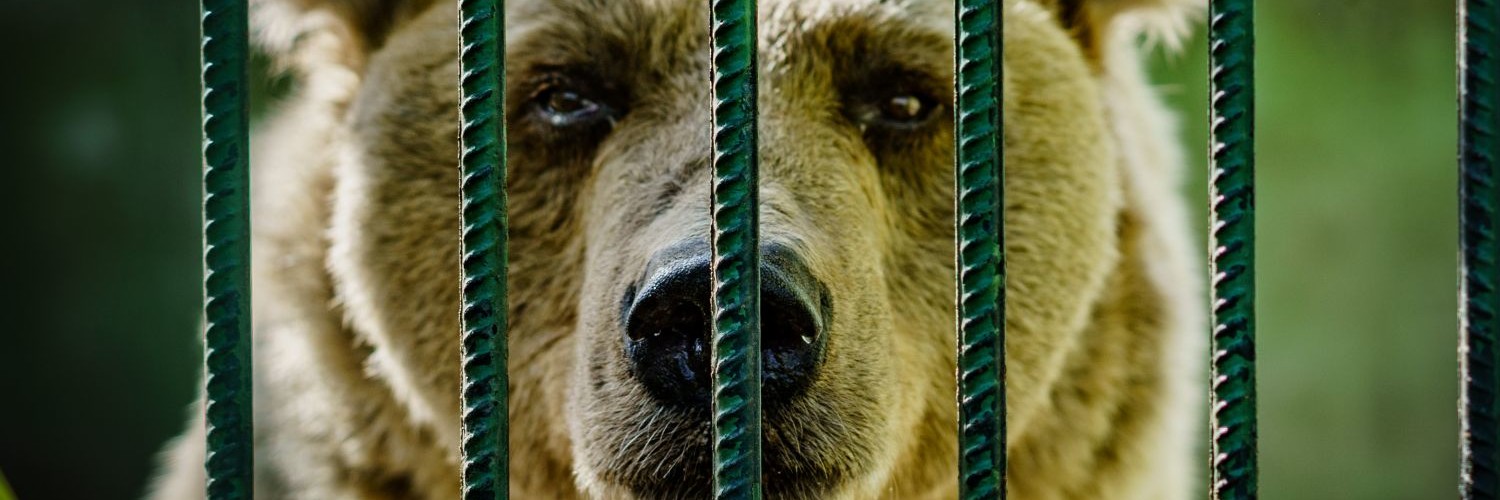 Bears in Croatia