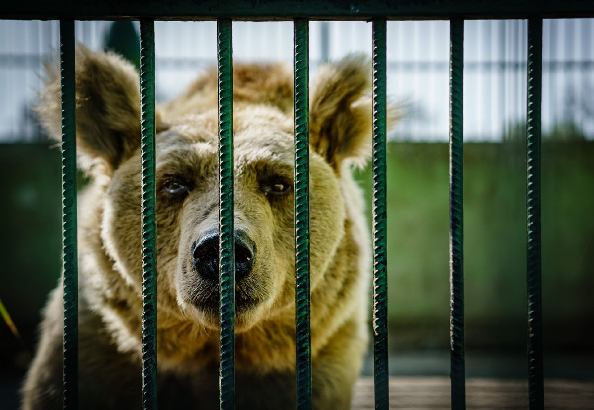 Bear in cage in Croatia