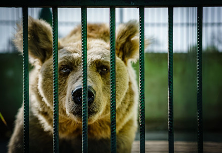 Bear in cage in Croatia