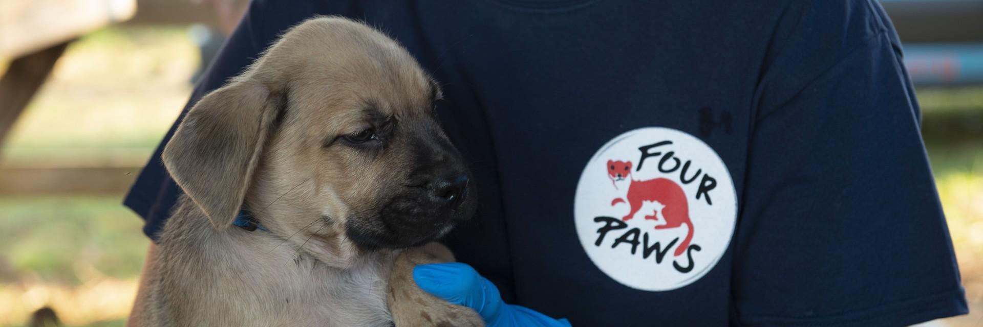 FOUR PAWS team in action