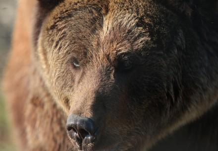 Bear Kvitka