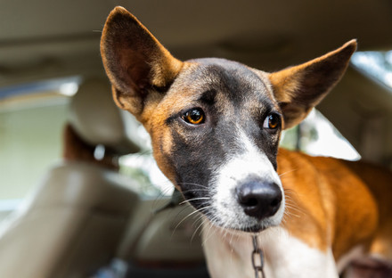 Dog Lucky