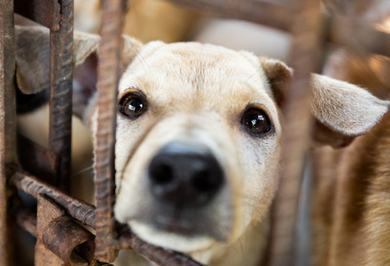 Puppy in a cage
