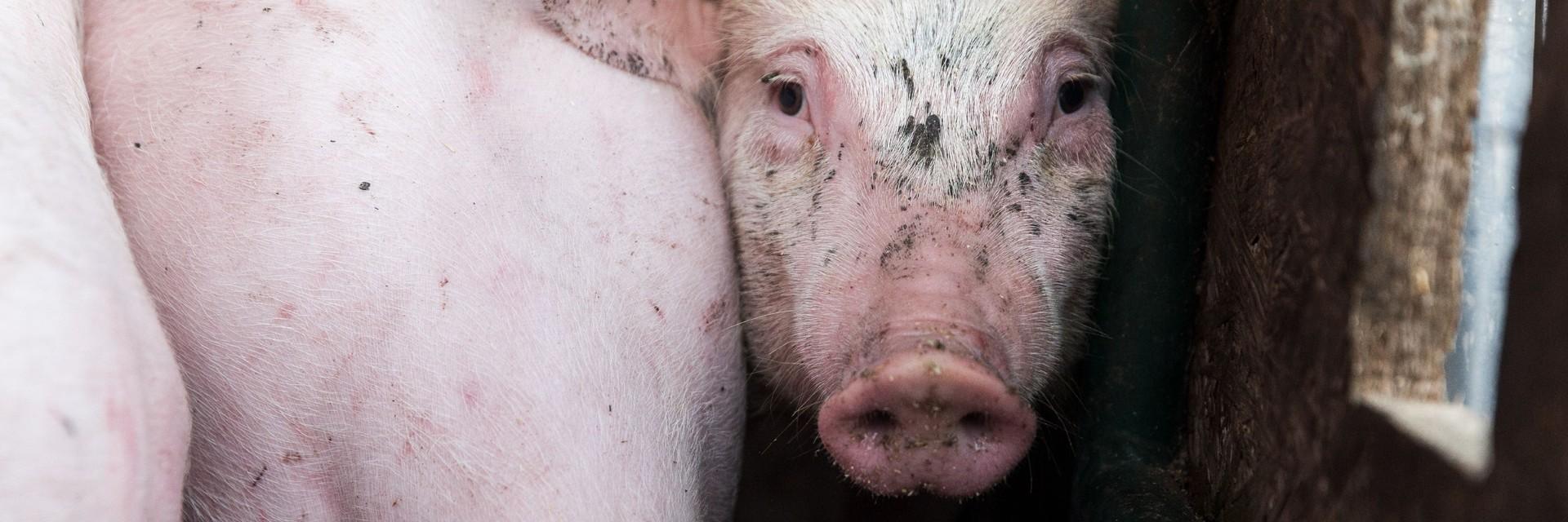 Pigs in transport