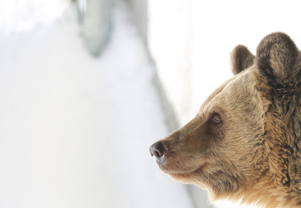 Bear Amelia