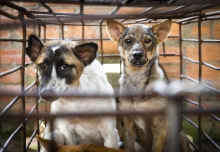 Dogs in cage