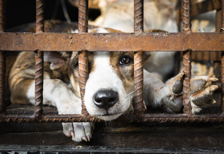 Dog in a cage