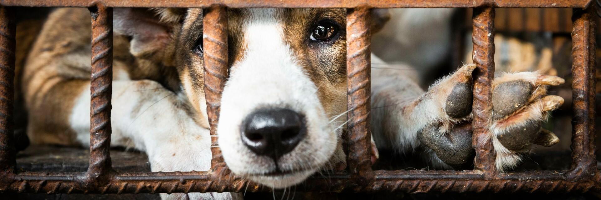 Dog in a cage