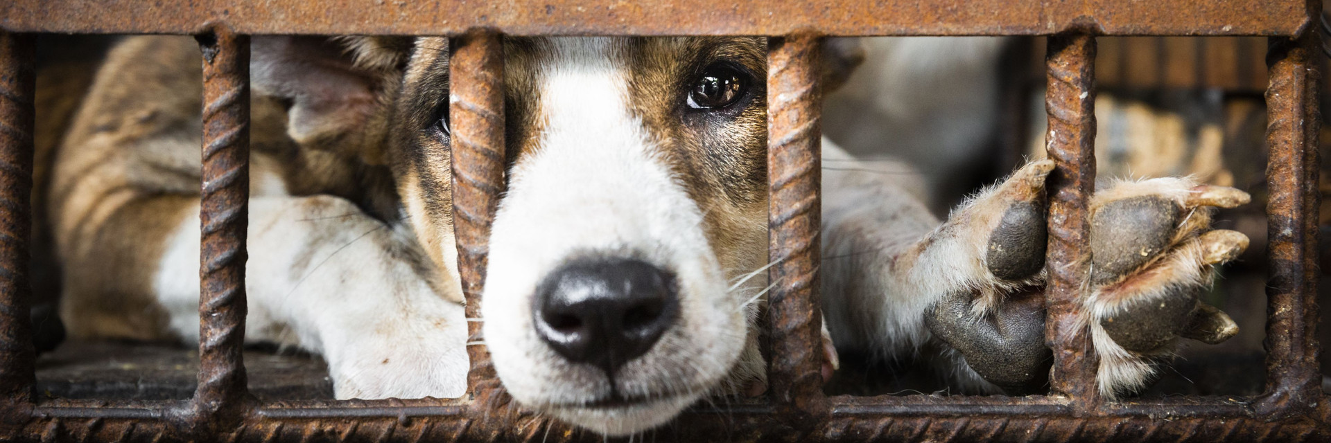 Dog in a cage