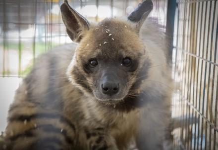 Hyena in cage