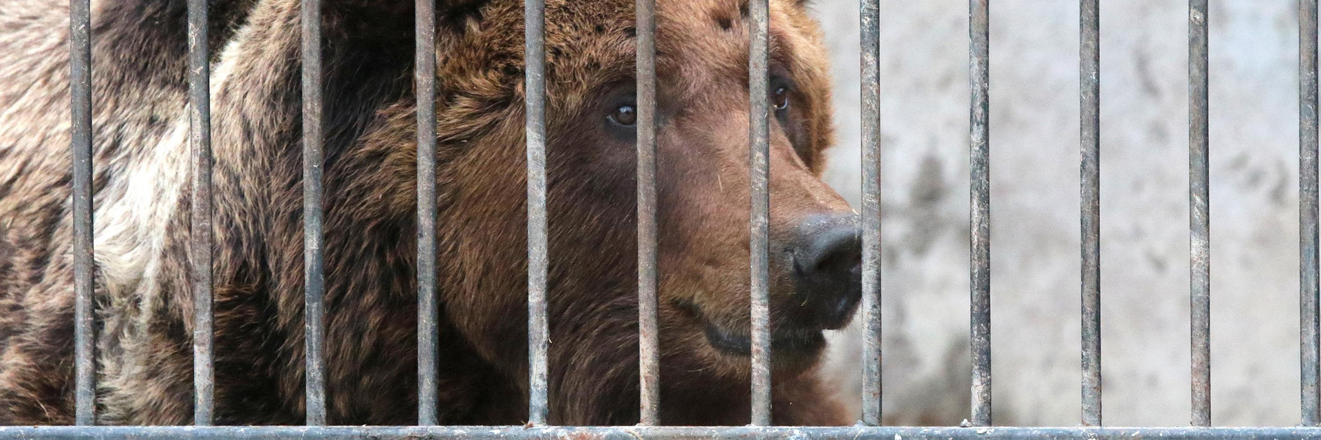 Bear in a cage