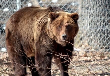 Bear Laska