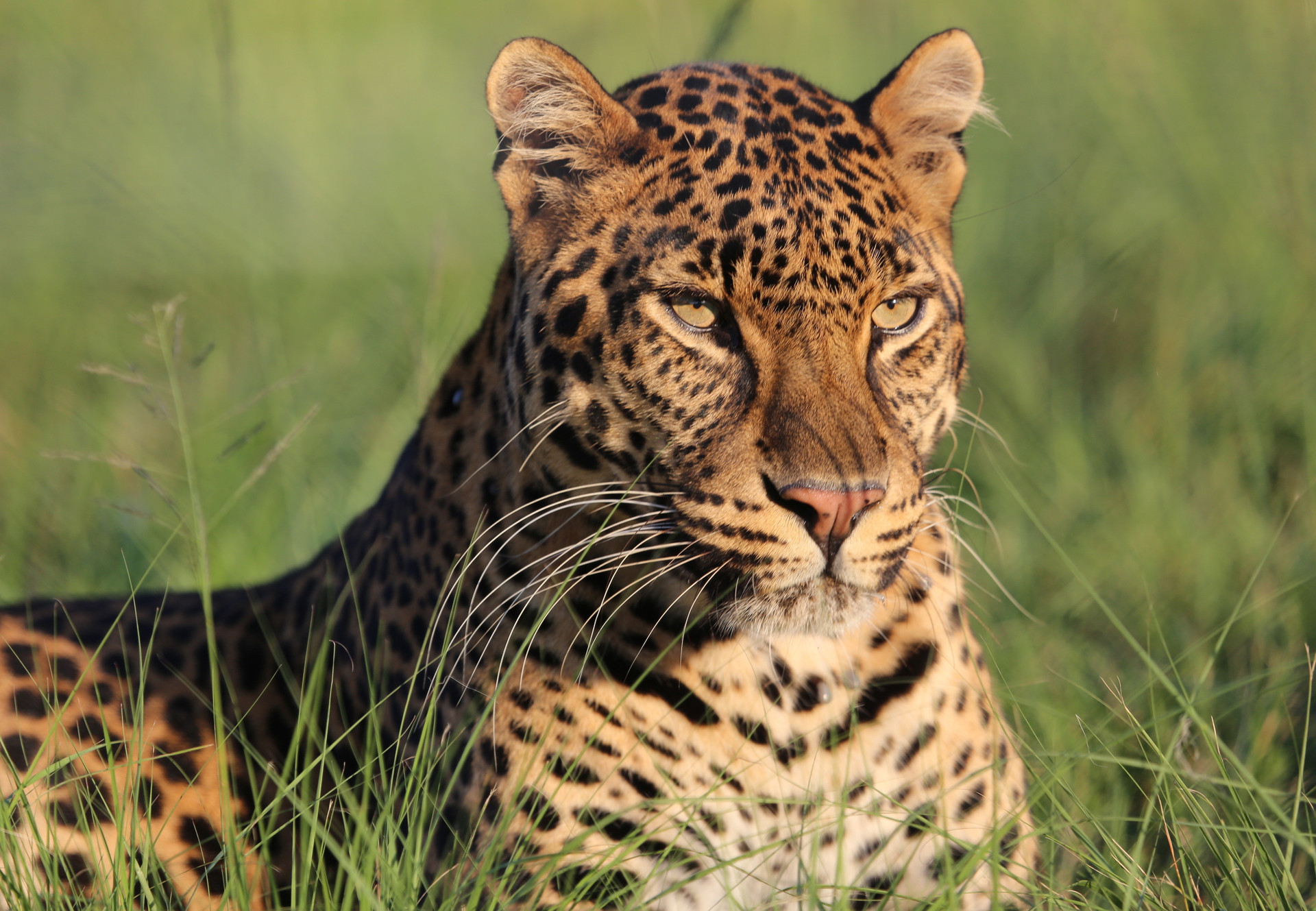 Leopard relaxing at LIONSROCK Big Cat Sanctuary