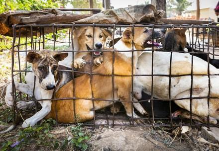 Dogs in a cage